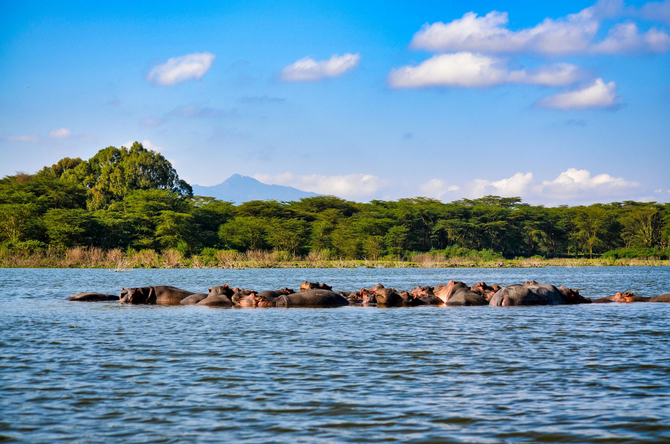 Lake Nakuru National Park Safari