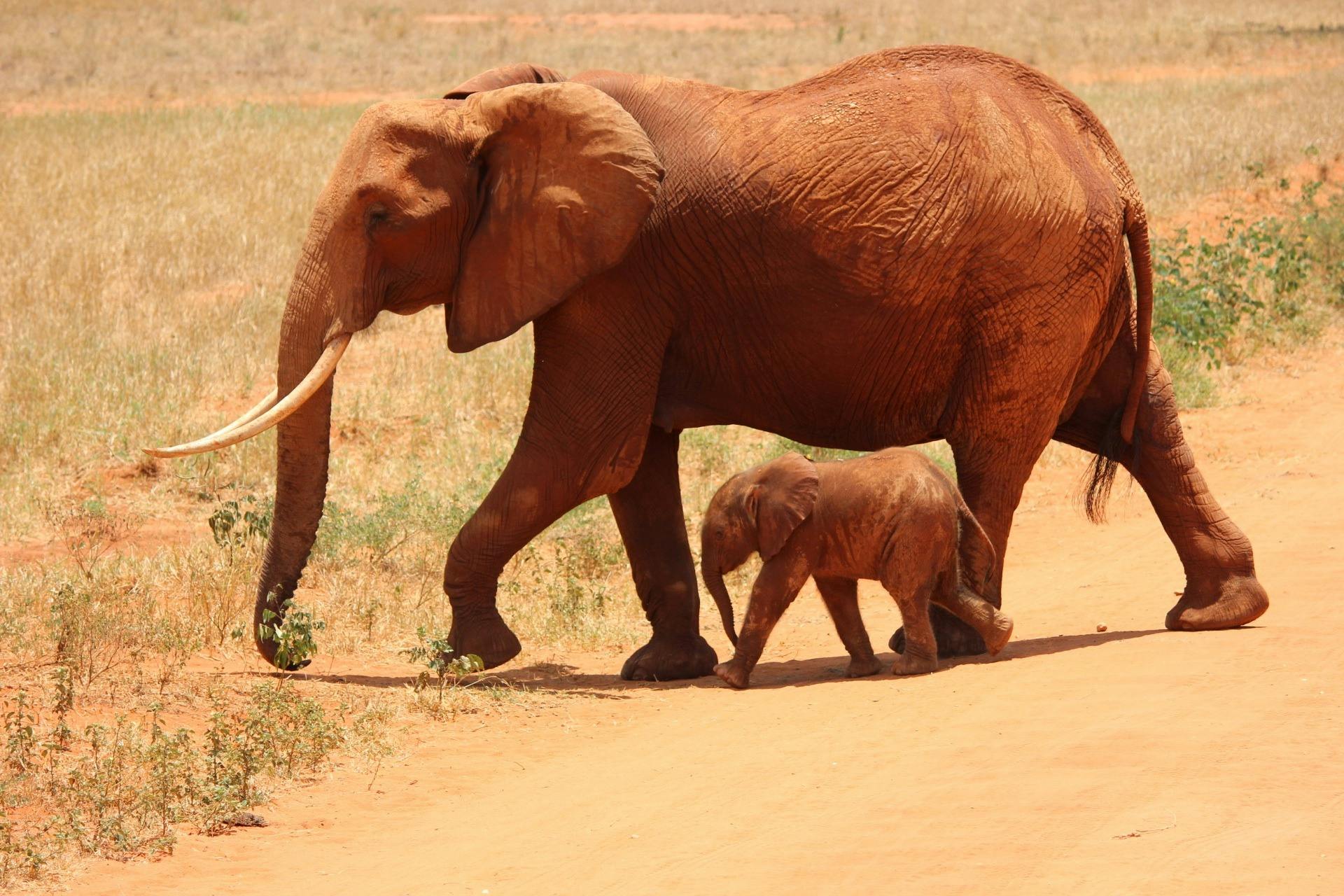 Affordable Tour Companies in Kenya Thumbnail