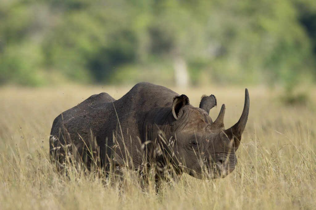 Tracking the Elusive Black Rhino in Masai Mara: A Rare Wildlife Adventure Thumbnail