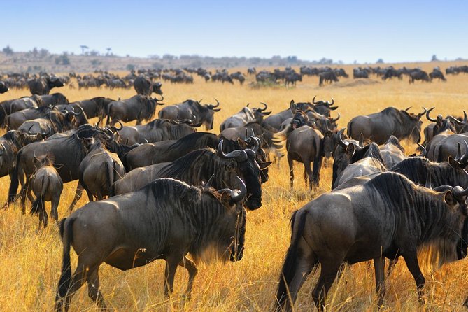 Planning your dream safari has never been easier. Today, you can book Kenya safari online within minutes. Moreover, you secure the best rates instantly.