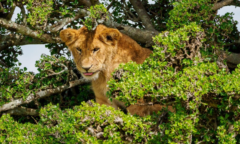 5 Days Kenya Safari Package