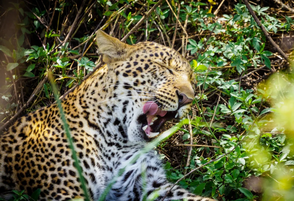 Book Kenya Safari Online: Easy, Secure & Affordable Safari Packages Thumbnail