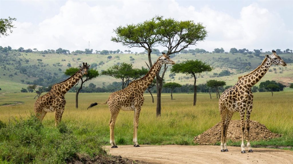 Best Park to Visit in Kenya: Top 10 National Parks for an Unforgettable Safari Slug: