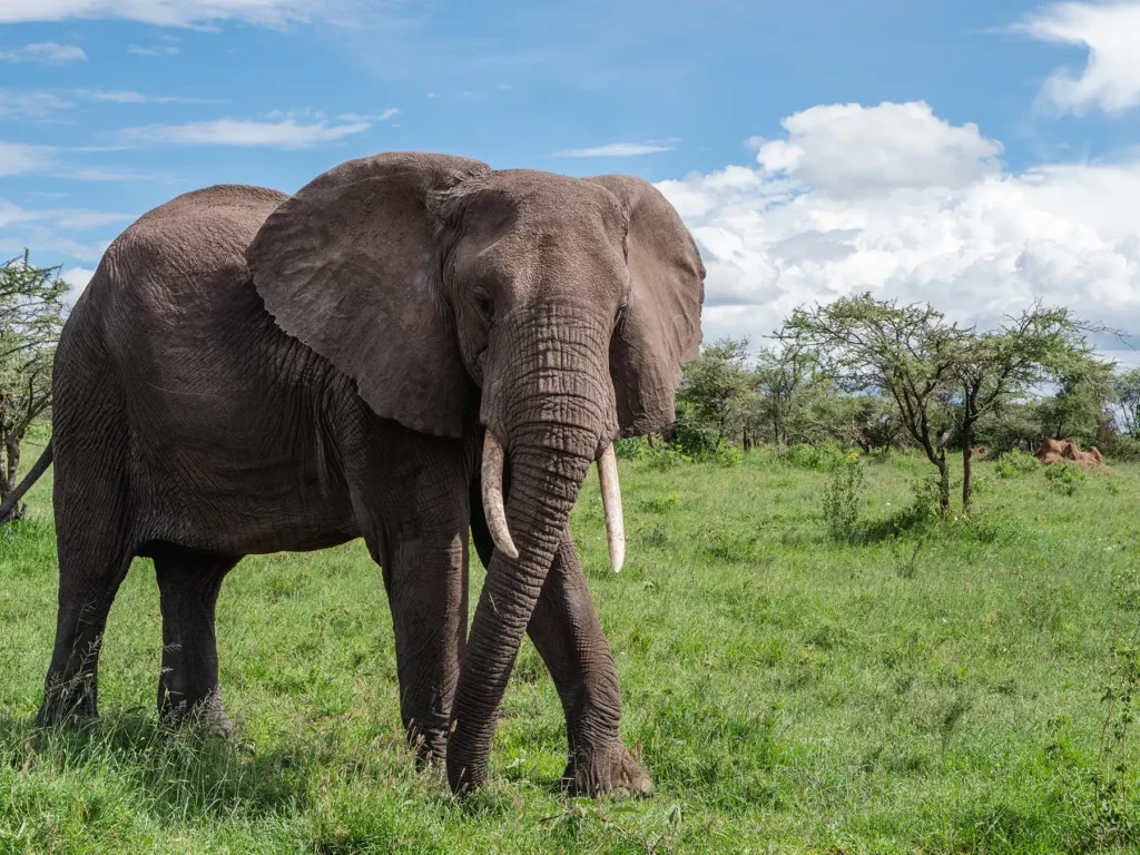 Book Kenya Safari Online