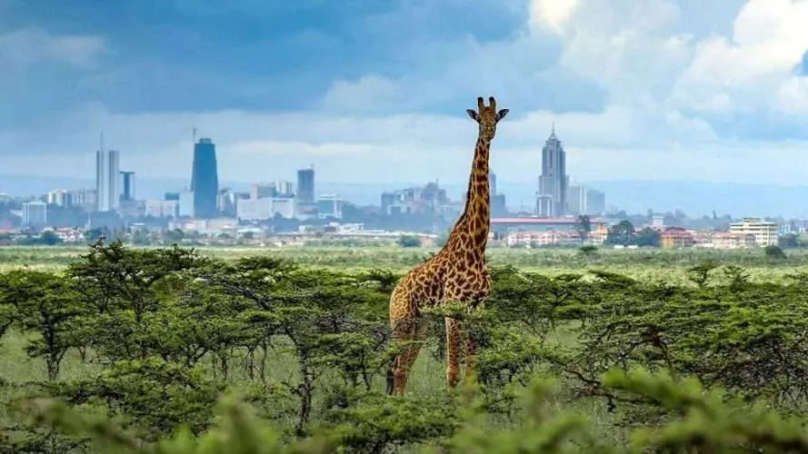 Best Tour Company in Nairobi CBD – Affordable & Reliable Travel Experts